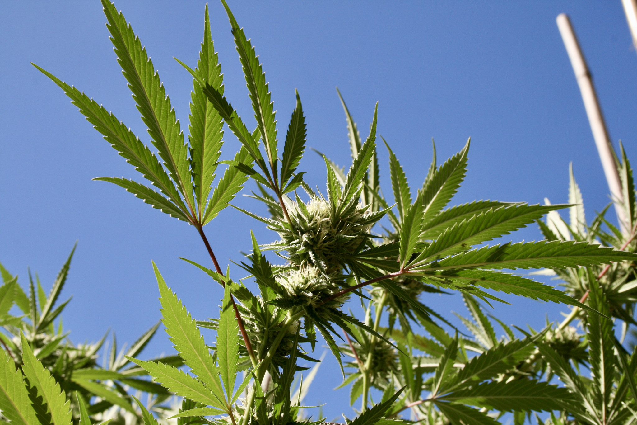 Montana Legalizes Marijuana