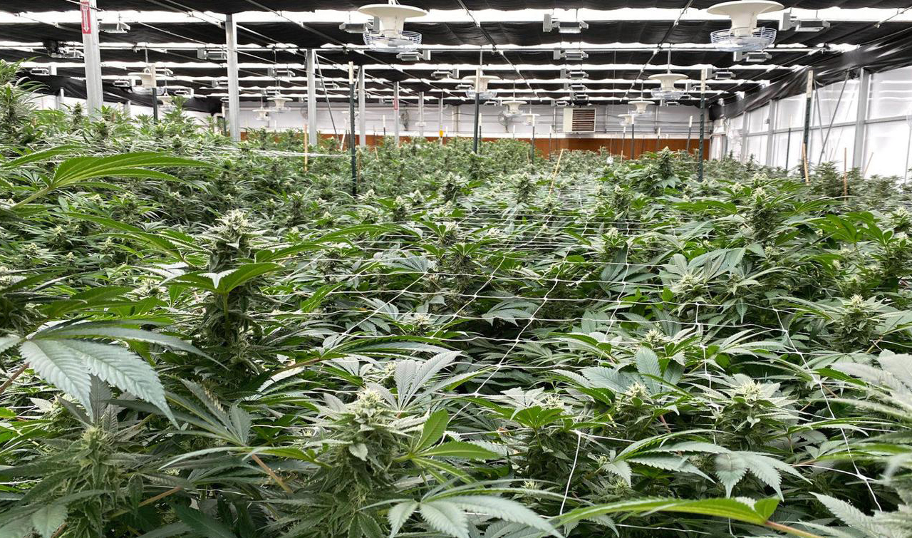 Cultivation Facilities For Sale | Cannabis Cultivation Business License Consultant