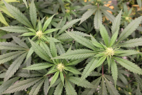 Washington, D.C. Council Approves 4/20 Medical Marijuana Tax Holiday
