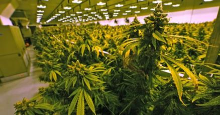 Delaware Lawmakers Send Medical Marijuana Expansion Bill to Carney’s Desk