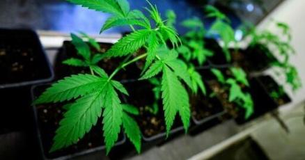Germany to legalise cannabis: what are the new rules?
