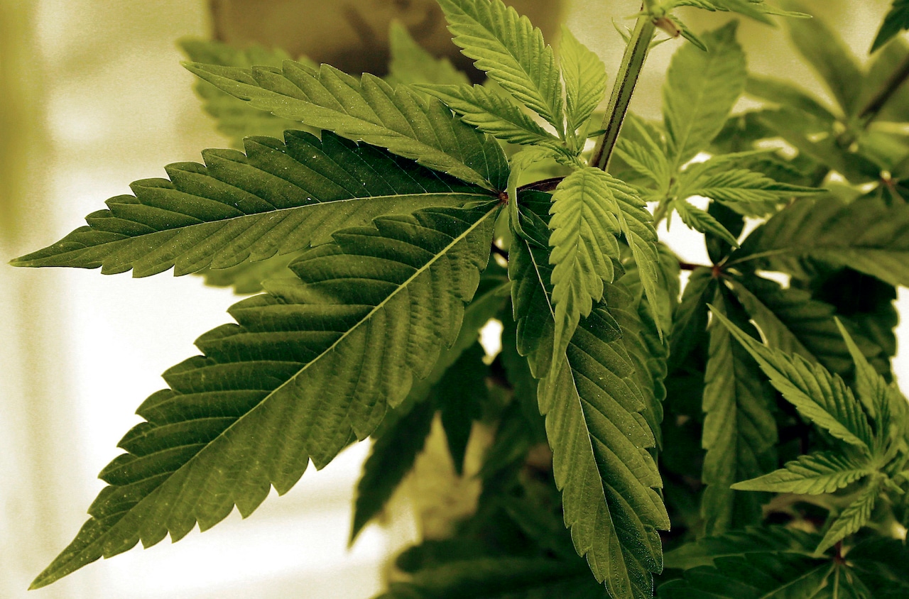Lawmakers mull reforms to prop up Delaware medical marijuana industry