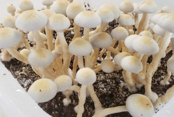 Second Missouri House Panel Approves Bill To Legalize Psilocybin Therapy For Veterans