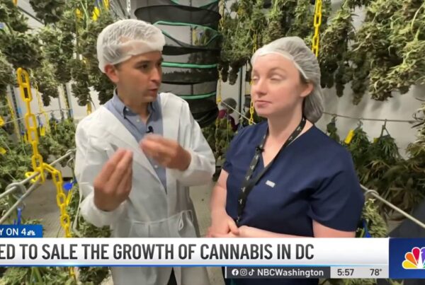 Seed to sale: the growth of cannabis in DC