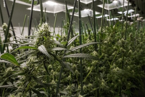 Cresco cannabis cultivation workers in Massachusetts ditch union