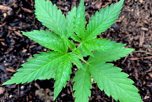 Washington State Marijuana Regulators Weigh Adjustment To Social Equity Licensing Program