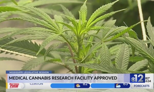 Mississippi medical cannabis research facility approved