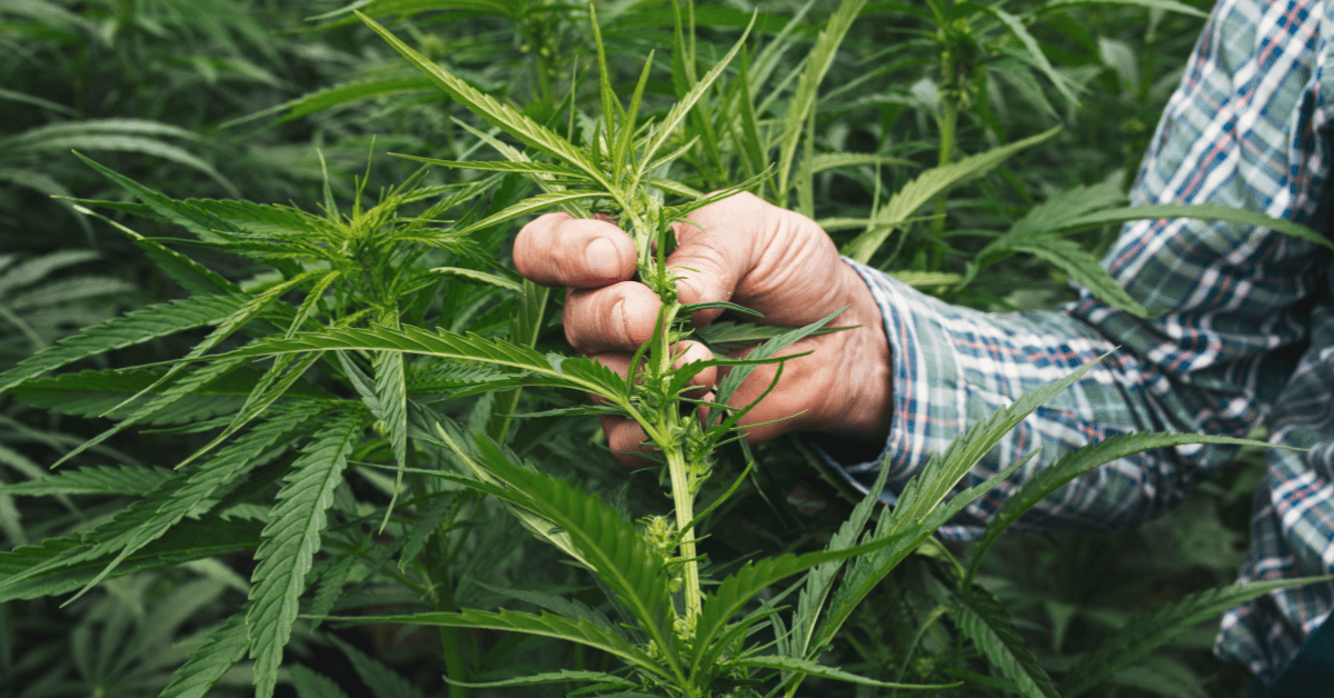 Legislation could restrict sale of “intoxicating hemp” products in Mississippi